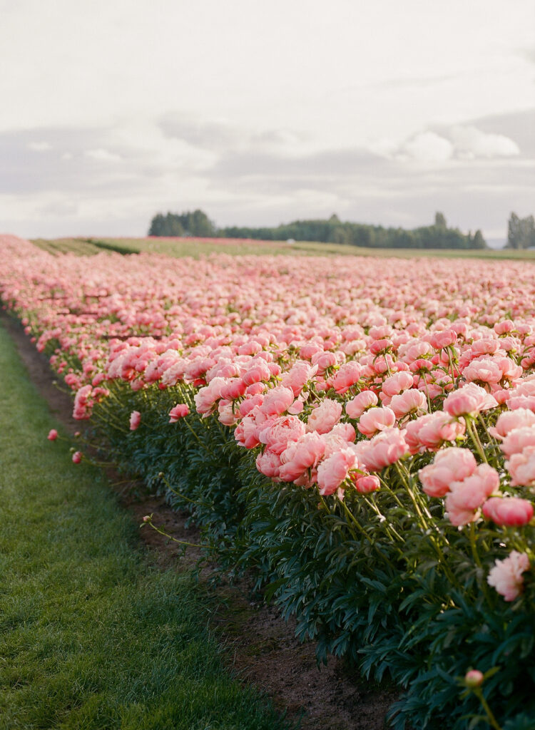 Adelman Peony Gardens - Salem, OR